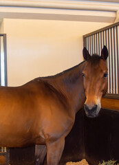 Arabian horse in stable stall turning head and looking back to gate