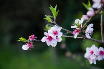 Close-up of pink peach flower. Peach blossom.