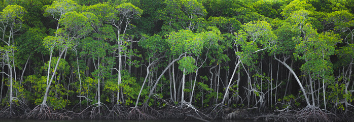 Panorama of a mangrove tree (Rhizophora mangle) forest and their stilt roots at Port Douglas in the tropical Daintree Rainforest, Queensland, Australia. - obrazy, fototapety, plakaty