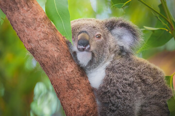 Close-up, tender portrait of a cuddly, young Koala bear (Phascolarctos cinereus) with a green leaf covering one eye in a tree in Queensland, Australia.