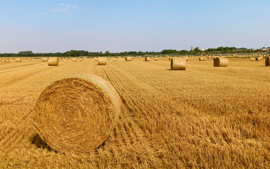 Bales of hay after reaping wheat field, Yorkshire, UK. © Daniel