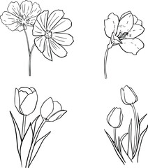 vector outline set of flowers, tulips, orchid and daisy