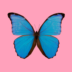Obraz na płótnie Canvas Blue Morpho with spread wings on a pink background in a square image