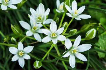 Obraz na płótnie Canvas Spring garden flowers. Star of Bethlehem or Grass Lily or nap-at-noon (Latin: Ornithogalum umbellatum) close-up. Selective focus Shallow depth of field.