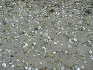 Zoom sur sable gris parsemé de coquillages blancs bivalves avec traces de mousse verte