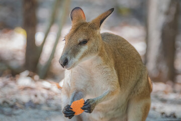 Fototapeta premium Close-up wildlife portrait of an Eastern Grey Kangaroo (Macropus giganteus) feeding on a piece of fruit in Queensland, Australia.