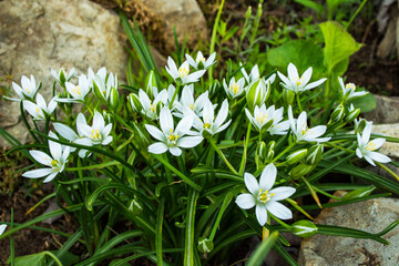Spring garden flowers. Small bush plant star of Bethlehem or Grass Lily or nap-at-noon (Latin: Ornithogalum umbellatum) close-up. Selective focus. Shallow DOF.
