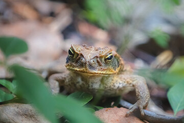 Close-up detail of a grumpy looking cane toad or giant neotropical toad (Rhinella marina) on the forest floor of the Daintree Rainforest, Queensland, Australia.