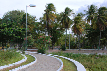 Parque ecologico coqueiros e arvores verde urbanização