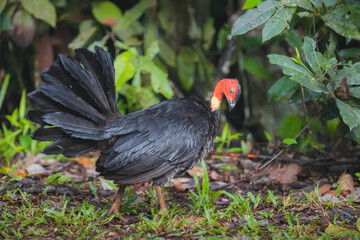 Wildlife portrait of a wild Australian brushturkey or gweela (Alectura lathami) in the tropical Daintree rainforest in Queensland, Australia.