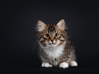 Fototapeta na wymiar Adorable black tabby with white Siberian cat kitten, laying down facing front. Looking straight to camera. Isolated on black background.