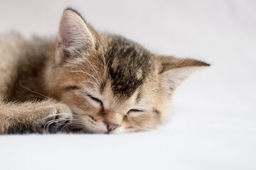 Cute, beautiful British kitten sleeping peacefully. Studio, white background. 