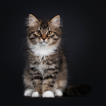 Adorable black tabby with white Siberian cat kitten, sitting facing front. Looking straight to camera. Isolated on black background.