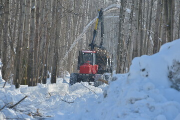 logger in the winter forest