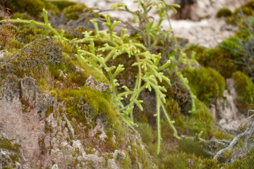vegetation at Craters of the Moon
