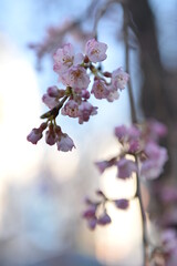 Spring cherry blossom in Tokyo