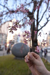 Spring cherry blossom in Tokyo
