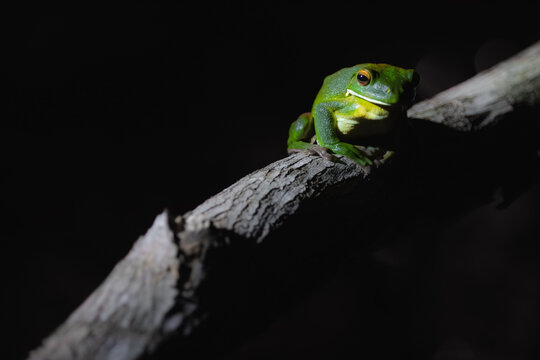 Moody light and shadow portrait of a nocturnal male Australian green tree frog (Ranoidea caerulea) at night in the tropical Daintree Rainforest, Queensland, Australia.