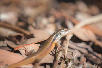 Close-up detail of a common garden skink lizard or pale-flecked garden sunskink (Lampropholis guichenoti) on the forest floor of the Daintree Rainforest in Queensland, Australia.