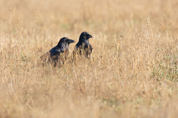 Two large northern ravens(Corvus corax) foraging and eating in a field.