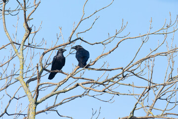 Two northern ravens (Corvus corax) perched in a tree.