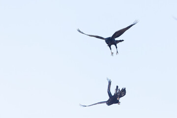 Two northern Ravens (Corvus corax) flying and playing in the air.