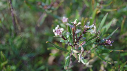 Sprouts and flowers in the botanical garden in the spring