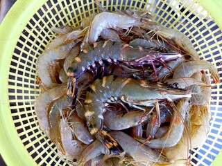 shrimp in a market