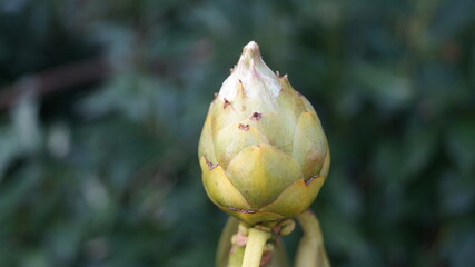 Sprouts and flowers in the botanical garden in the spring