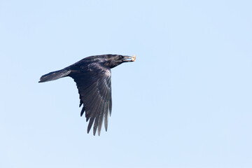 A northern Raven( Corvus corax) flying with food in its beak.