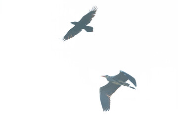 A northern Raven( Corvus corax) flying and attacking a grey heron aggressively.