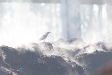 A common raven (Corvus corax) in the mist