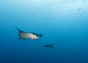 The spotted eagle ray (Aetobatus narinari) at Wolf Island, Galapagos, World heritage site on Ecuadorian Pacific