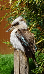 Oiseau exotique blanc et marron