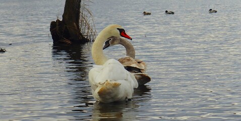 Łabędź © Kamil
