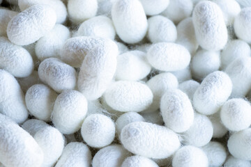 Group of silkworm in white cocoon stage background