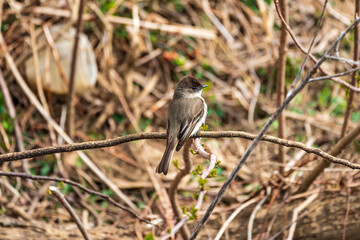 Eastern Phoebe On A Branch