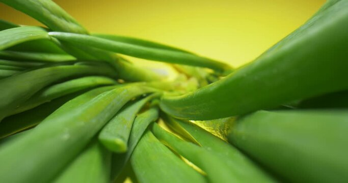 detailed extreme close-up green onion on yellow background.
