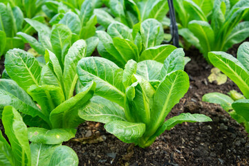 Organic green vegetable planting farm in greenhouse, kale lettuce, iceberg