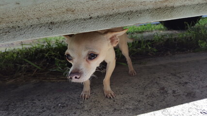 Portrait d'un chihuahua clair caché sous une voiture