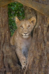 Lion cub in the tree in Kenya, Africa