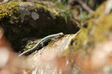 Lézard qui prends un bain de soleil