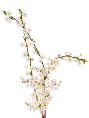 Flowering branch of cherry.