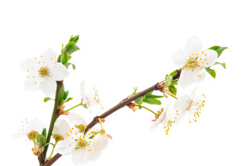 Obraz na płótnie Canvas Flowering branch of cherry.
