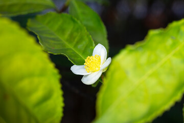 Flower of tea plant Camellia sinensis White flower on a branch, Chinese tea bush blooming