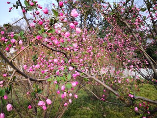 Obraz premium pink Malus halliana flower blooming in wild field