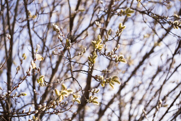  spring shoots on salix branches