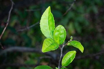 Fototapeta na wymiar Young green tea, sinensis tea leaves on a branch