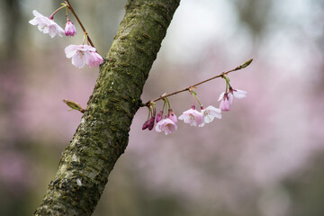 Closeup of pink flowers on apple tree trunk in a public garden