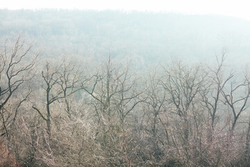 Obraz na płótnie Canvas Empty trees in Foggy Day . Early spring forest 